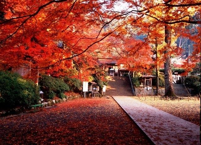 大興善寺 2025秋の紅葉祭り