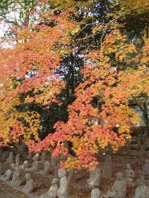 【紅葉・見ごろ】祥光山星巌寺