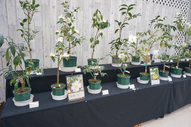 企画展示「野生ツバキと冬の花展」