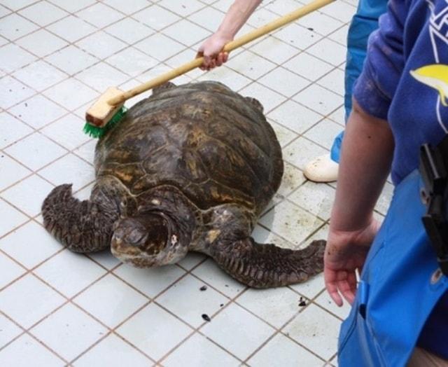 ウミガメ水槽の大掃除