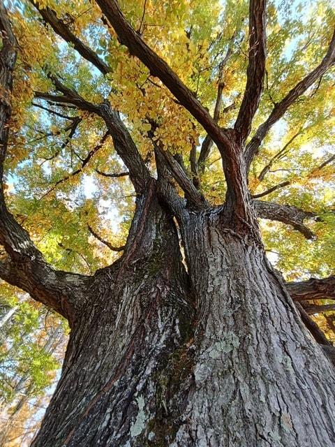 樹木の香りで心躍る森林浴体験イベント in 松本市アルプス公園