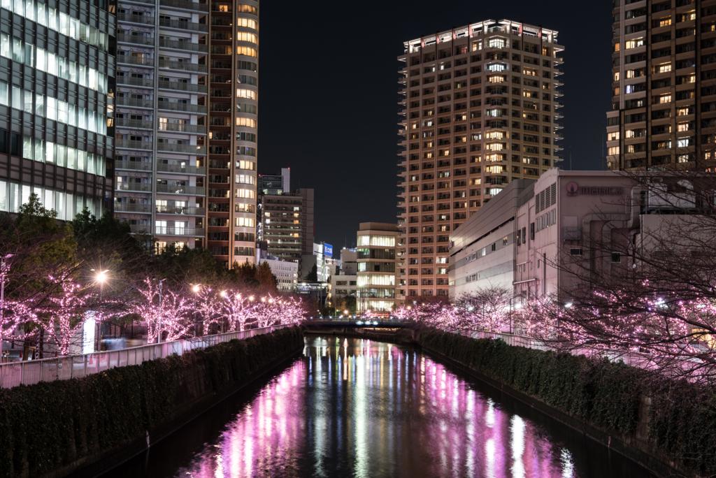 目黒川「冬の桜」とお台場の花火を一度に！都内をゆく冬のクルーズ