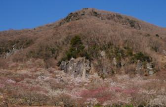 【連載】ハイキングと軽登山で楽しむ温泉「第2回　山・湯河原梅林と湯河原温泉（神奈川県）」