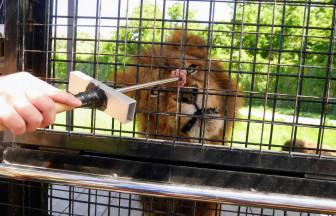 【ご当地ライター】ライオンに肉やり！キリンの角は何本?! ワイルドライド体験in那須