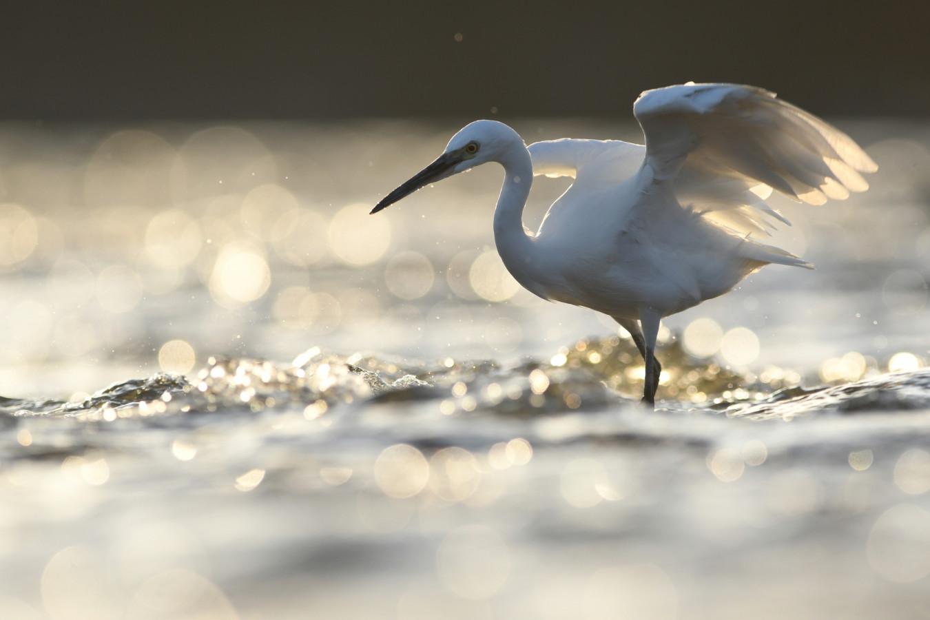 紅葉＆足湯も人気！白鷺と猿が願いを叶える、下呂温泉「温泉寺」