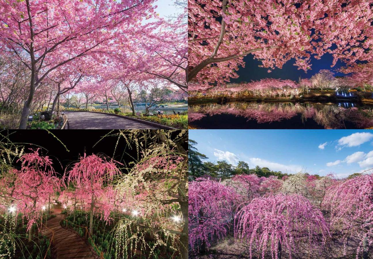 【東海】菜の花畑やチューリップ、イルミネーション！早春おすすめスポット4選