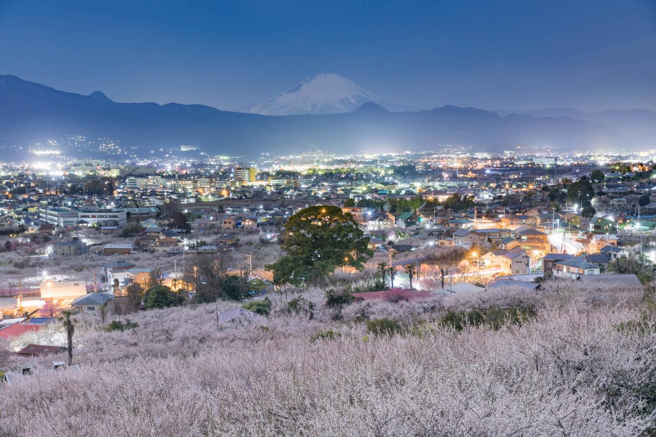 【小田原～熱海～伊豆】旬の花を愛でる春旅へ出かけよう！