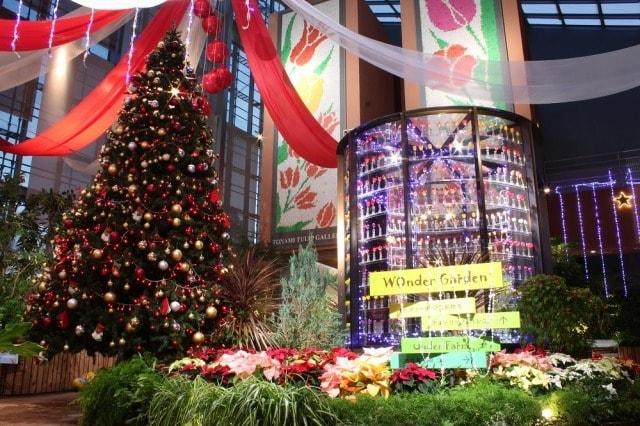 チューリップ四季彩館常設展「季節を彩る花々」～クリスマス～