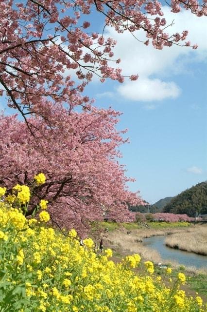 第22回　みなみの桜と菜の花まつり