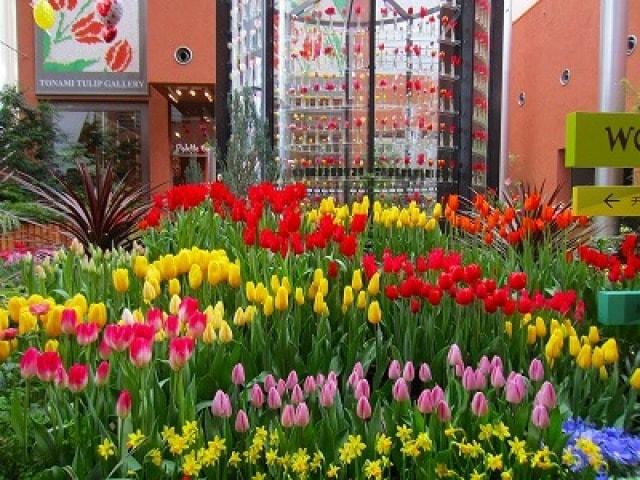 チューリップ四季彩館常設展「季節を彩る花々」～早春～