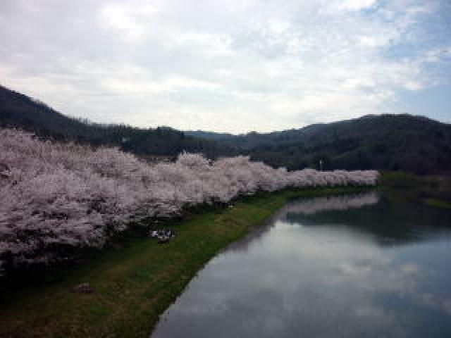【桜・見ごろ】白竜湖