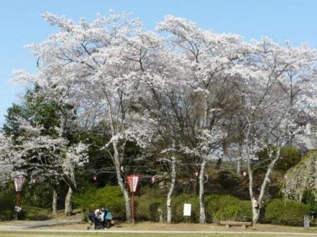 【桜・見ごろ】尾関山公園