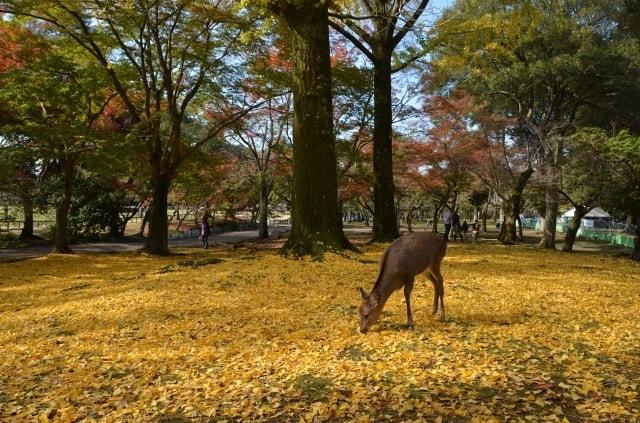 【紅葉・見ごろ】奈良公園