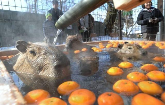 須坂市動物園　カピバラ温泉「華の湯」