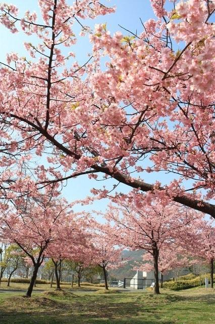 【桜・見ごろ】淡路島国営明石海峡公園 カワヅザクラ