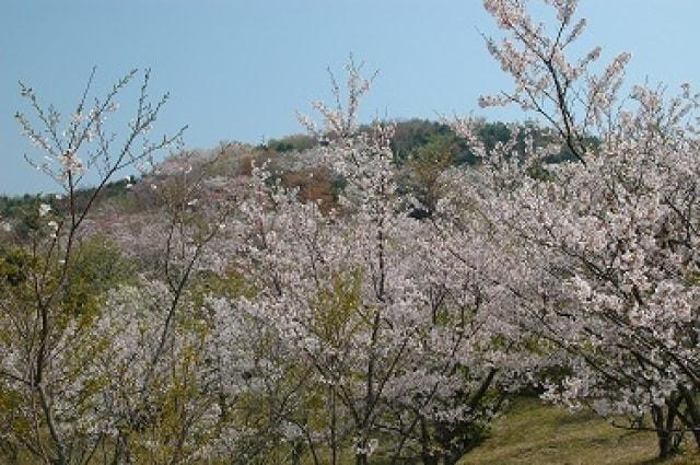 【桜・見ごろ】草山公園