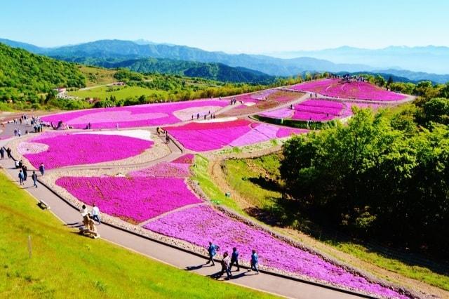 2021 茶臼山高原「芝桜まつり」