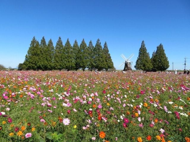 【花・見ごろ】あけぼの山農業公園のコスモス