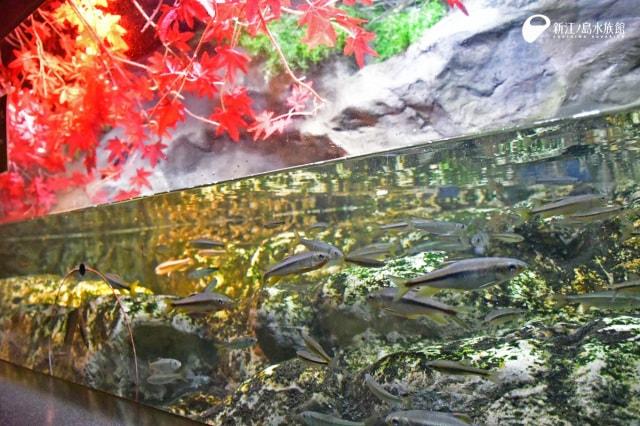川魚のジャンプ水槽 ～紅葉～