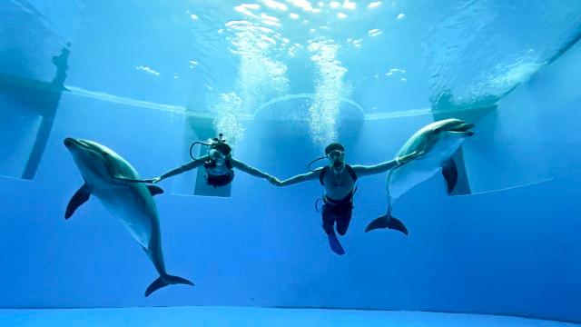水中ドルフィンパフォーマンス　Art Of Dolphin