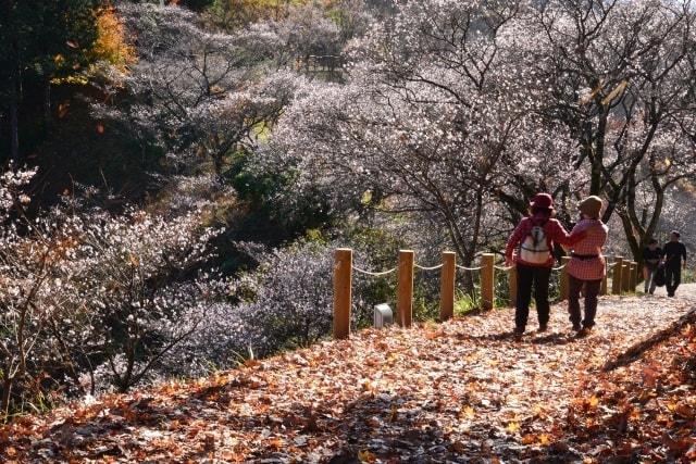 【紅葉・見ごろ】桜山公園