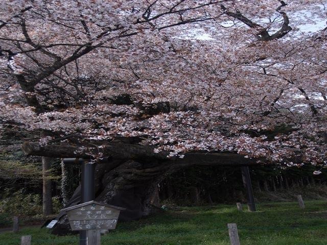 【桜・見ごろ】西山辰街道の大桜