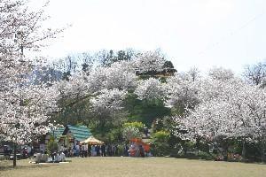 【桜・見ごろ】於安パークの千本桜