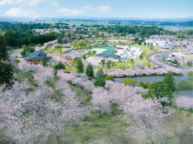 【桜・見ごろ】観音池公園