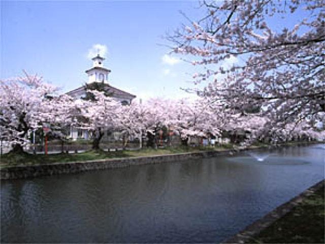 【桜・見ごろ】鶴岡公園