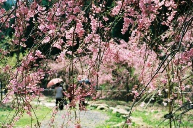 【桜・見ごろ】真竹谷のしだれ桜群