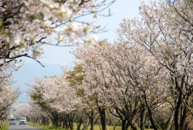 【桜・見ごろ】串良平和公園