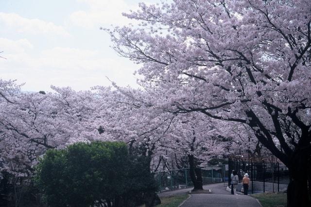 【桜・見ごろ】長野市城山公園