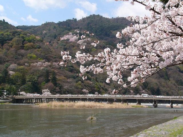 【桜・見ごろ】嵐山