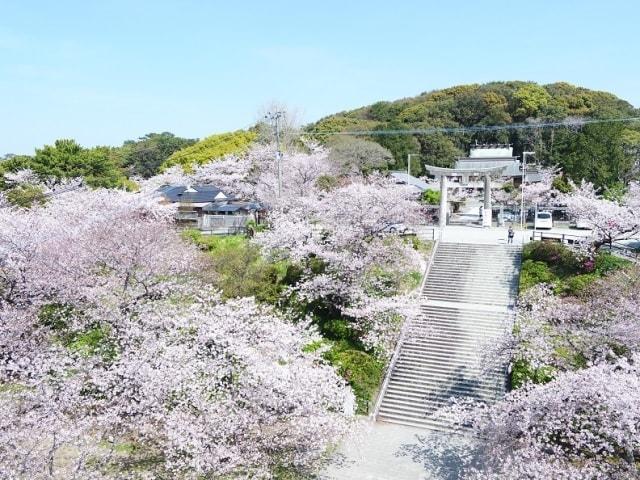 【桜・見ごろ】西公園