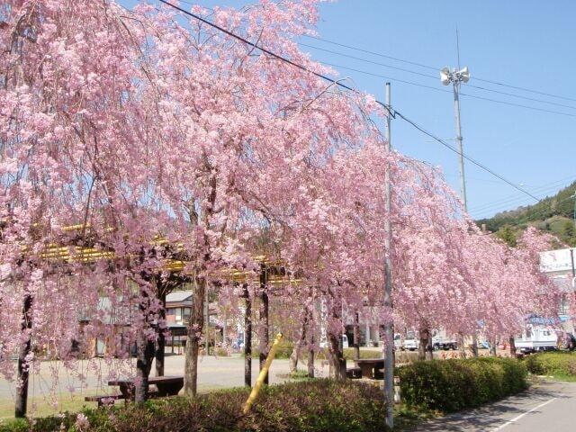 【桜・見ごろ】野守の池