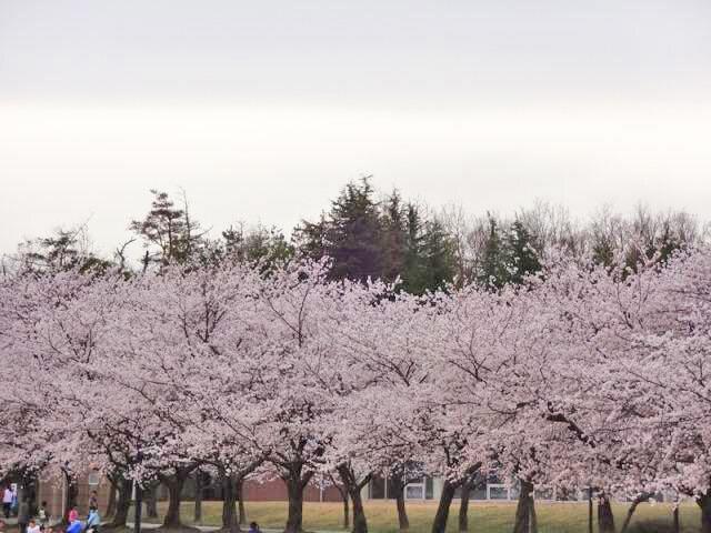 【桜・見ごろ】加賀市中央公園