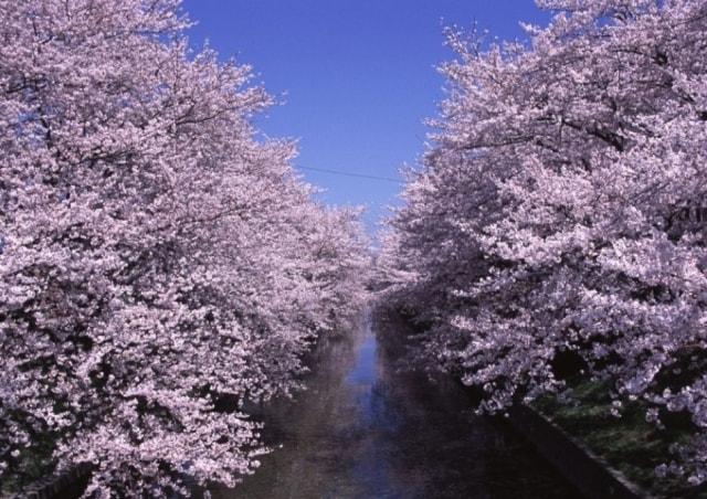 【桜・見ごろ】五条川