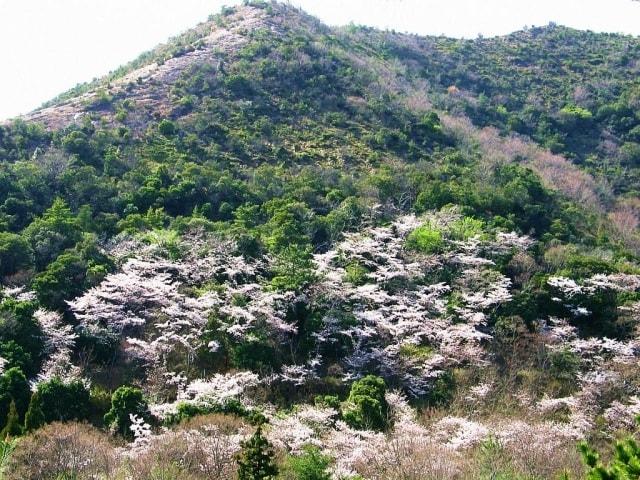 【桜・見ごろ】鹿島・扇平自然公園