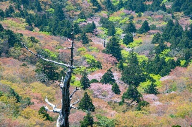 屋久島（白谷雲水峡・太鼓岩）のヤマザクラ