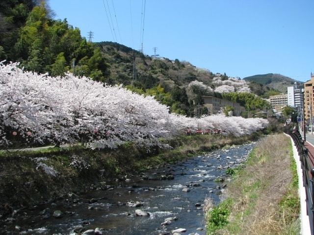 【桜・見ごろ】千歳川の桜並木