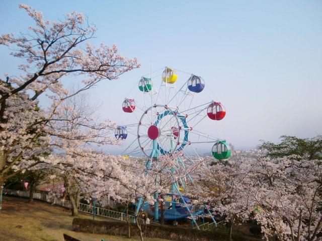 【桜・見ごろ】かみね公園