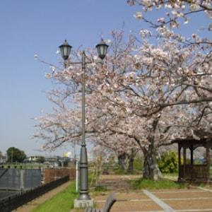 【桜・見ごろ】横利根閘門ふれあい公園