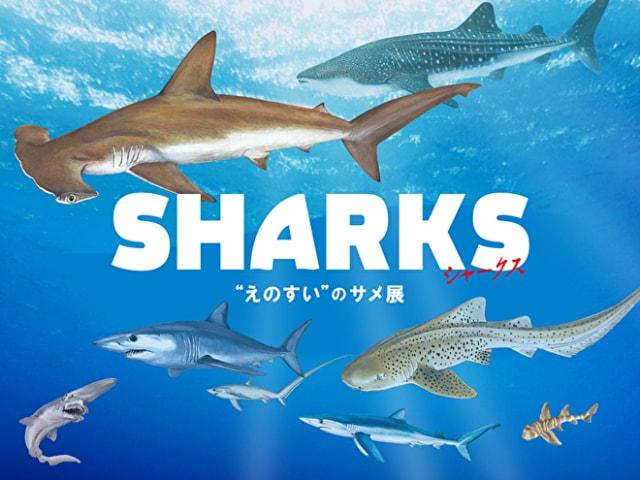 SHARKS“えのすい”のサメ展