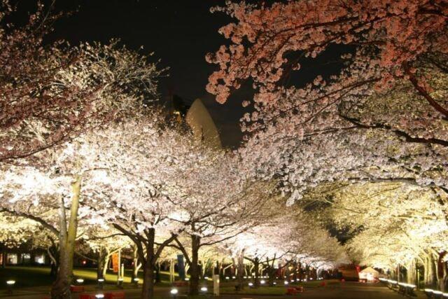 万博記念公園桜まつり2023 東大路の桜並木ライトアップ