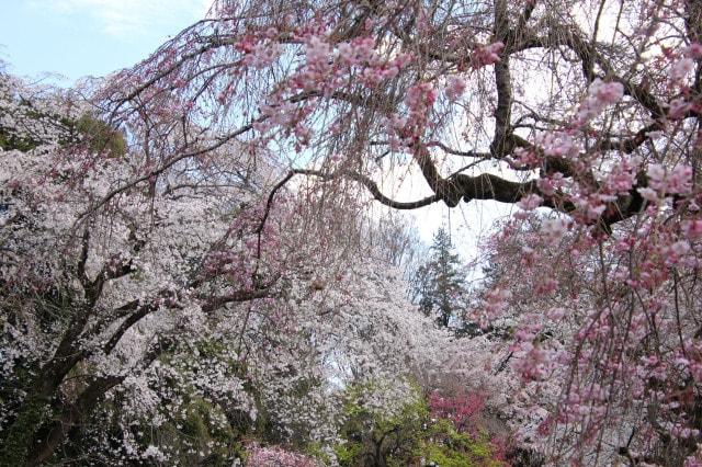 【桜・見ごろ】神代植物公園