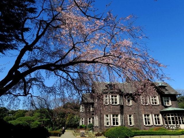 【桜・見ごろ】旧古河庭園