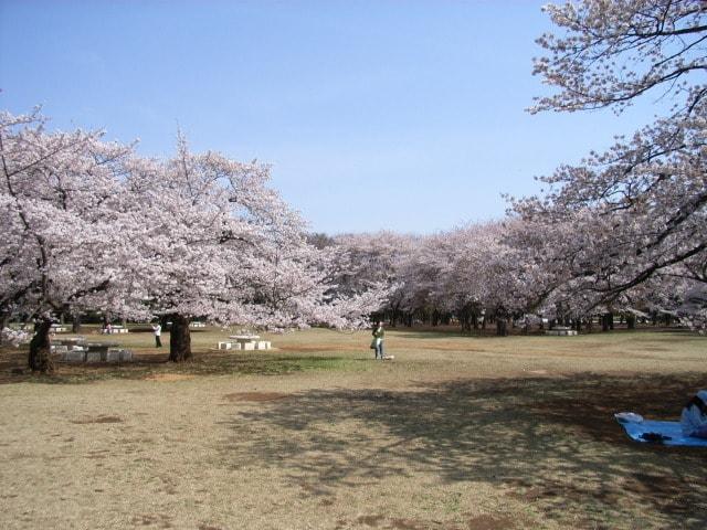 【桜・見ごろ】光が丘公園
