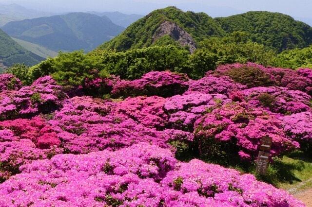 【花・見ごろ】鶴見岳のミヤマキリシマ