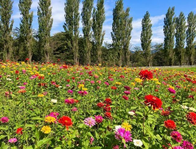 【花・見ごろ】滋賀農業公園ブルーメの丘　ジニア