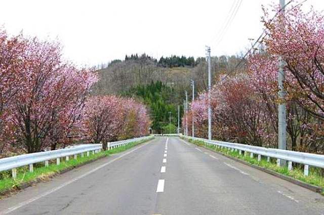 【桜・見ごろ】樹海ライン沿いのベニヤマザクラ